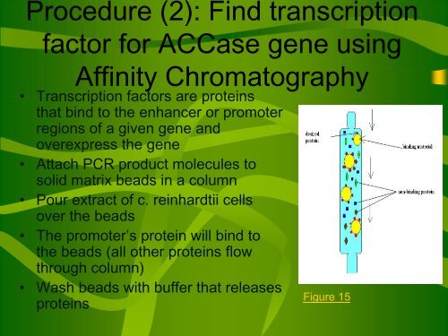 Microalgae as Biofuel: Engineering a Super Algae - COSMOS