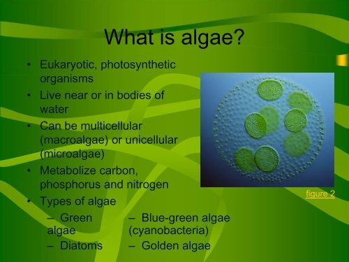 Microalgae as Biofuel: Engineering a Super Algae - COSMOS