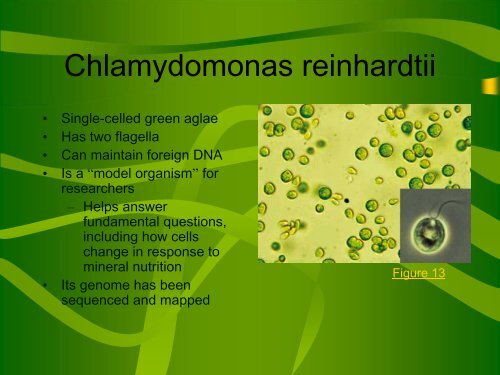 Microalgae as Biofuel: Engineering a Super Algae - COSMOS