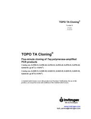 TOPO TA Cloning (Invitrogen)