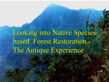 The Antique Experience - Rainforestation