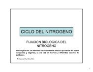 CICLO DEL NITROGENO