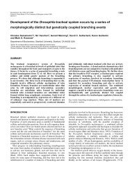 Development of the Drosophila tracheal system occurs by a series of ...