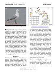 Herring Gull - Michigan Breeding Bird Atlas Website