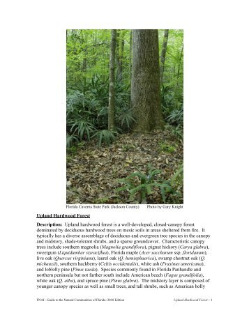 Upland Hardwood Forest - Florida Natural Areas Inventory