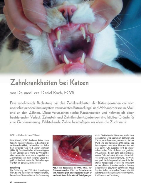 Zahnkrankheiten bei Katzen - Daniel Koch