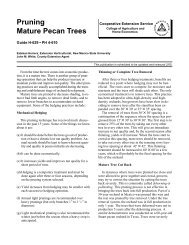 Pruning Mature Pecan Trees - New Mexico State University