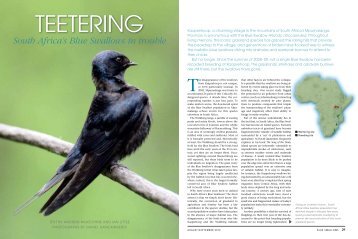 South Africa's Blue Swallows in trouble - Percy FitzPatrick Institute of ...