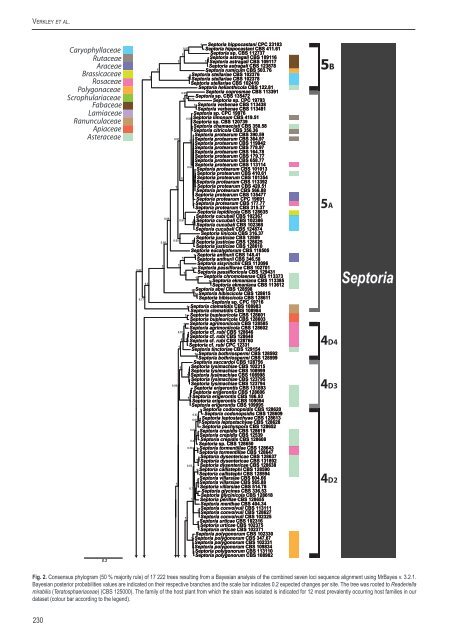 A new approach to species delimitation in Septoria - CBS - KNAW