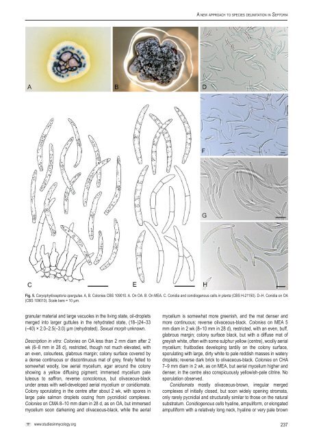 A new approach to species delimitation in Septoria - CBS - KNAW