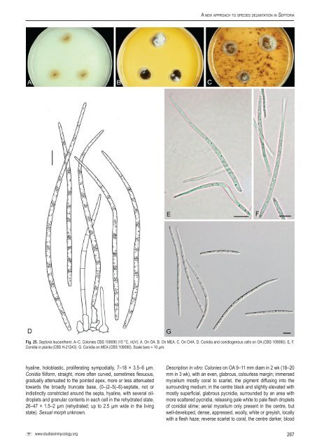 A new approach to species delimitation in Septoria - CBS - KNAW