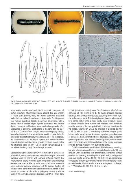 A new approach to species delimitation in Septoria - CBS - KNAW