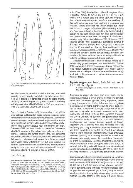 A new approach to species delimitation in Septoria - CBS - KNAW