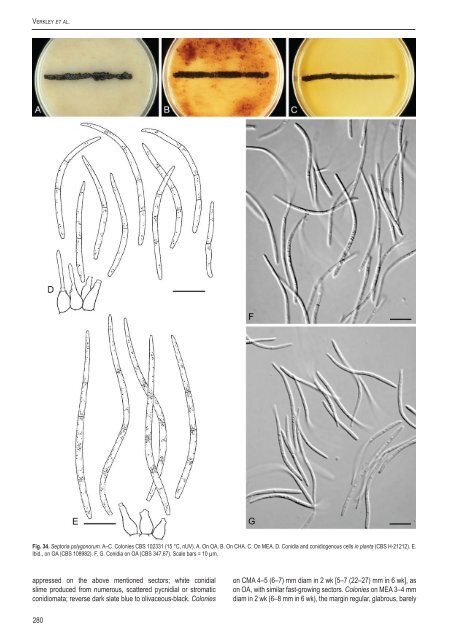 A new approach to species delimitation in Septoria - CBS - KNAW