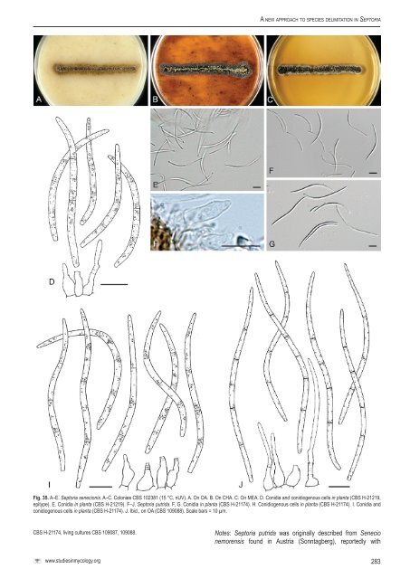 A new approach to species delimitation in Septoria - CBS - KNAW