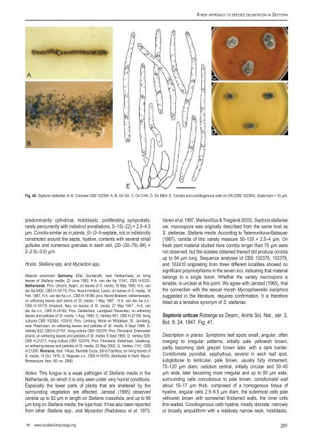 A new approach to species delimitation in Septoria - CBS - KNAW