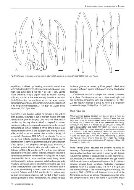 A new approach to species delimitation in Septoria - CBS - KNAW