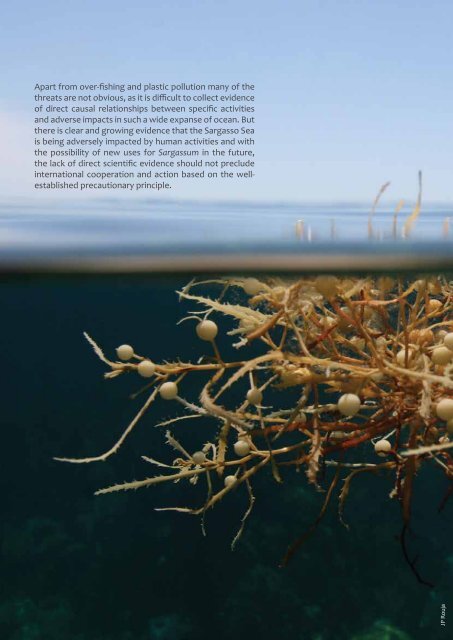 Sargasso Sea Facts - Convention on Biological Diversity