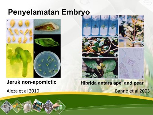 Penelitian Bioteknologi dan Marka Molekuler untuk ... - Hortikultura