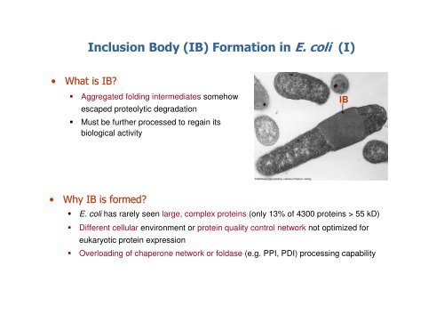 New Perspectives on the Inclusion Body Processing