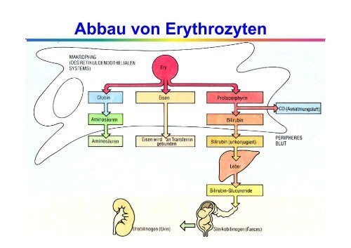 Allgemeine Labordiagnostik von Lebererkrankungen - Institut für ...