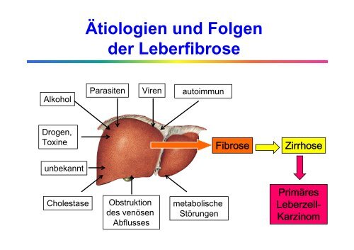 Allgemeine Labordiagnostik von Lebererkrankungen - Institut für ...
