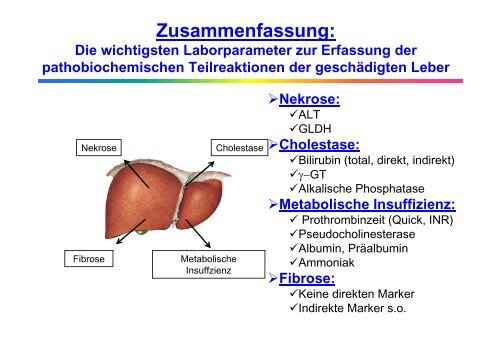 Allgemeine Labordiagnostik von Lebererkrankungen - Institut für ...