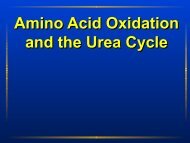 Amino Acid Oxidation and the Urea Cycle Amino Acid ... - Ecu