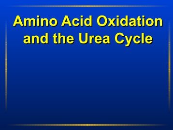 Amino Acid Oxidation and the Urea Cycle Amino Acid ... - Ecu