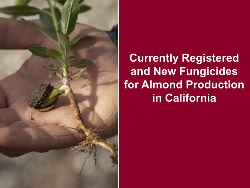 Replant + Disease Management - Almond Board of California