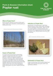 Poplar rust - The National Forest