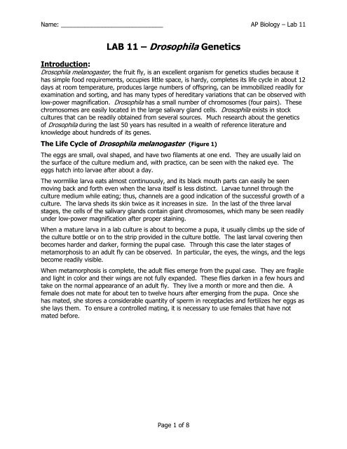 AP Lab 11 - Drosophila melanogaster Genetics