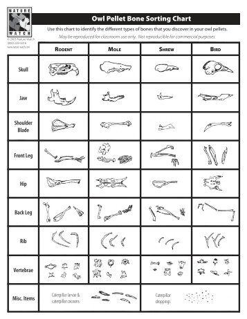 Owl Pellet Bone Sorting Chart.indd