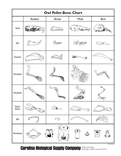 Dissecting Owl Pellets Bone Chart