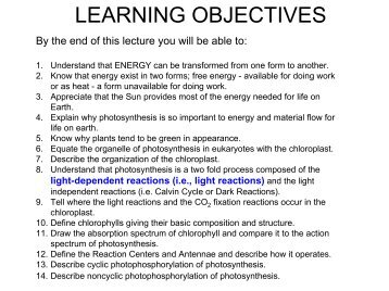 to view the PDF-based Presentation on Photosynthesis