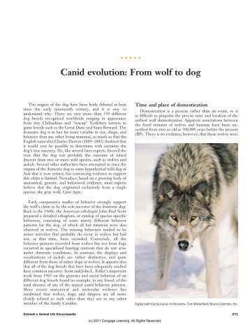 Canid evolution: From wolf to dog