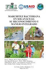 Marchitez bacteriana en SolanÃ¡ceas su reconocimiento y ... - FHIA