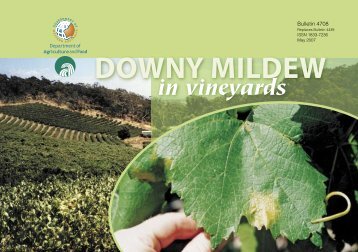 Downy mildew in vineyards - Department of Agriculture and Food