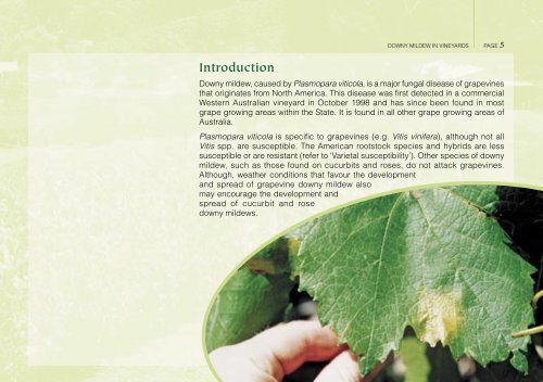 Downy mildew in vineyards - Department of Agriculture and Food