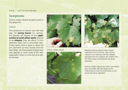 Downy mildew in vineyards - Department of Agriculture and Food