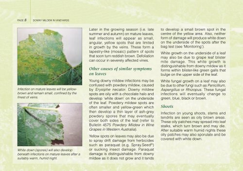 Downy mildew in vineyards - Department of Agriculture and Food