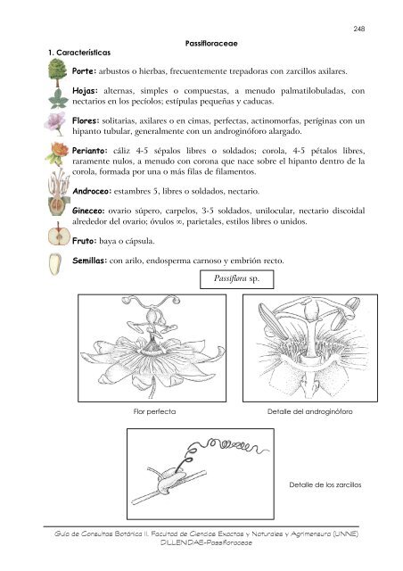 Passifloraceae
