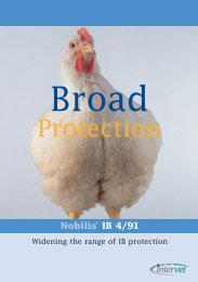 NobilisÂ® IB 4/91 - The Poultry Site