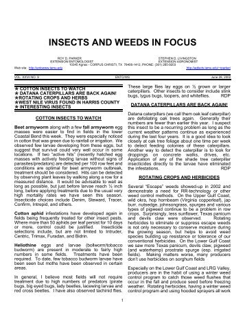 Insects & Weeds in Focus - Texas A&M AgriLife - Texas A&M ...