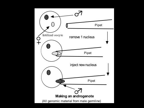 Epigenetics - LSUHSC Human Development Center