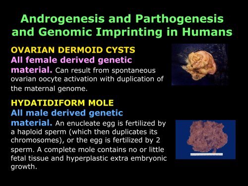 Epigenetics - LSUHSC Human Development Center