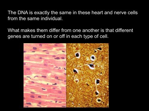 Epigenetics - LSUHSC Human Development Center