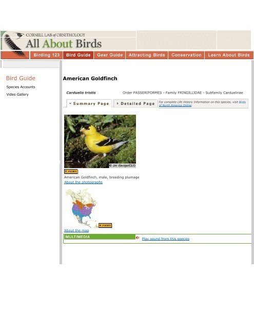 American Goldfinch New York State Envirothon