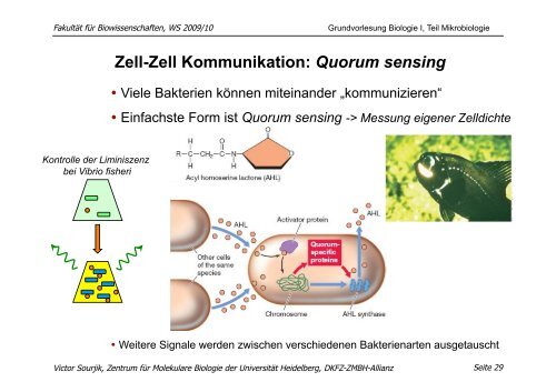 download pdf (Mikrobiologie, 30.11. 09): V. Sourjik - ZMBH