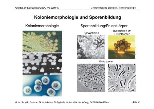 download pdf (Mikrobiologie, 30.11. 09): V. Sourjik - ZMBH